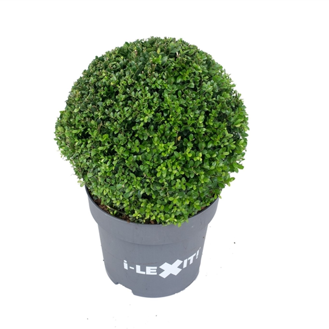 Ilex crenata 'Dark Green'® - 40 CM Ball Cont.